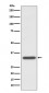Anti-CD74 Rabbit Monoclonal Antibody
