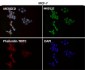 Anti-CTCF Rabbit Monoclonal Antibody