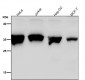 Anti-XBP1 Rabbit Monoclonal Antibody
