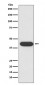Anti-CD32 FCGR2A Rabbit Monoclonal Antibody