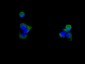 Anti-CD59 Rabbit Monoclonal Antibody