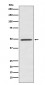 Anti-BMP7 Rabbit Monoclonal Antibody