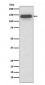 Anti-SMC3 Rabbit Monoclonal Antibody