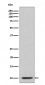 Anti-IP10 CXCL10 Rabbit Monoclonal Antibody