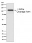 Anti-MUC2 Rabbit Monoclonal Antibody