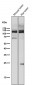 Anti-MUC2 Rabbit Monoclonal Antibody