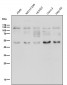 Anti-MUC2 Rabbit Monoclonal Antibody