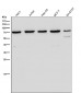 Anti-Ku70 XRCC6 Rabbit Monoclonal Antibody