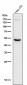 Anti-ADFP PLIN2 Rabbit Monoclonal Antibody