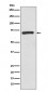 Anti-CD73 Rabbit Monoclonal Antibody