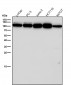 Anti-CD26/DPP4 Rabbit Monoclonal Antibody