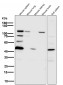 Anti-PARP PARP1 Rabbit Monoclonal Antibody