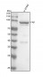 Anti-FAP1 Rabbit Monoclonal Antibody