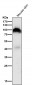 Anti-FAP1 Rabbit Monoclonal Antibody