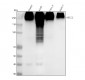 Anti-MRP2 ABCC2 Rabbit Monoclonal Antibody