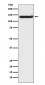 Anti-TLR9 Rabbit Monoclonal Antibody