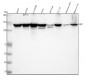 Anti-ULK1/Atg1 Rabbit Monoclonal Antibody