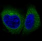 Anti-Actin ACTA1 Rabbit Monoclonal Antibody