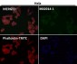 Anti-Actin ACTA1 Rabbit Monoclonal Antibody