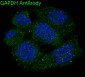 Anti-GAPDH Rabbit Monoclonal Antibody
