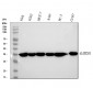 Anti-GAPDH Rabbit Monoclonal Antibody