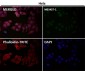 Anti-RNF20 Rabbit Monoclonal Antibody