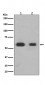 Anti-Smad3 Rabbit Monoclonal Antibody