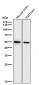Anti-Smad3 Rabbit Monoclonal Antibody