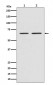 Anti-Smad4 Rabbit Monoclonal Antibody