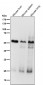 Anti-Smad4 Rabbit Monoclonal Antibody