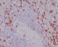 Anti-CD11b ITGAM Rabbit Monoclonal Antibody