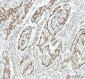 Anti-HMGB1/Hmg 1 Rabbit Monoclonal Antibody