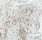 Anti-HMGB1/Hmg 1 Rabbit Monoclonal Antibody