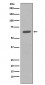 Anti-HDAC2/Histone Deacetylase 2 Rabbit Monoclonal Antibody