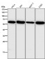 Anti-HDAC2/Histone Deacetylase 2 Rabbit Monoclonal Antibody