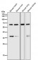 Anti-HDAC2/Histone Deacetylase 2 Rabbit Monoclonal Antibody