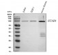 Anti-SATB1 Rabbit Monoclonal Antibody