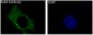 Anti-Rab4A/Rab4 Rabbit Monoclonal Antibody