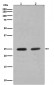 Anti-Rab4A/Rab4 Rabbit Monoclonal Antibody