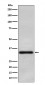 Anti-Olig2 Rabbit Monoclonal Antibody