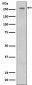 Anti-LRRK2 Rabbit Monoclonal Antibody