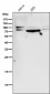 Anti-STAT3 Rabbit Monoclonal Antibody