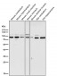 Anti-STAT3 Rabbit Monoclonal Antibody