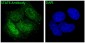 Anti-STAT6 Rabbit Monoclonal Antibody