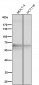 Anti-TRAF6 Rabbit Monoclonal Antibody