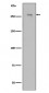 Anti-LRRK2 Rabbit Monoclonal Antibody