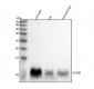 Anti-S100B/S100 Beta Rabbit Monoclonal Antibody