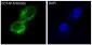 Anti-CD146 MCAM Rabbit Monoclonal Antibody