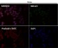 Anti-Smad5 Rabbit Monoclonal Antibody