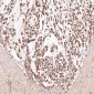 Anti-Smad5 Rabbit Monoclonal Antibody